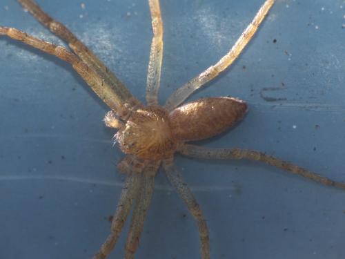 Philodromus sp.